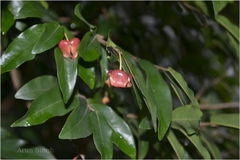 Miliusa leschenaultii